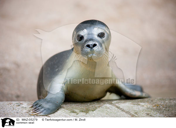 Seehund / common seal / MAZ-05279