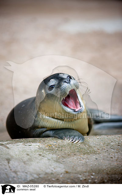 Seehund / common seal / MAZ-05280