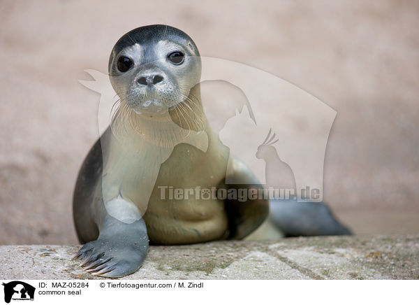 common seal / MAZ-05284