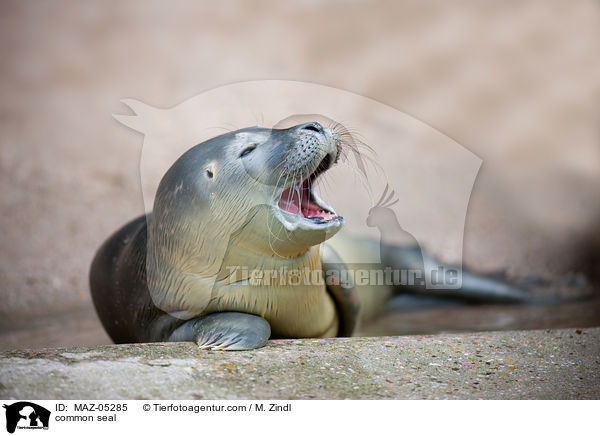 common seal / MAZ-05285