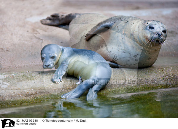 common seals / MAZ-05288