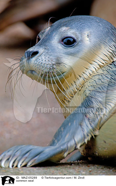 Seehund / common seal / MAZ-05289