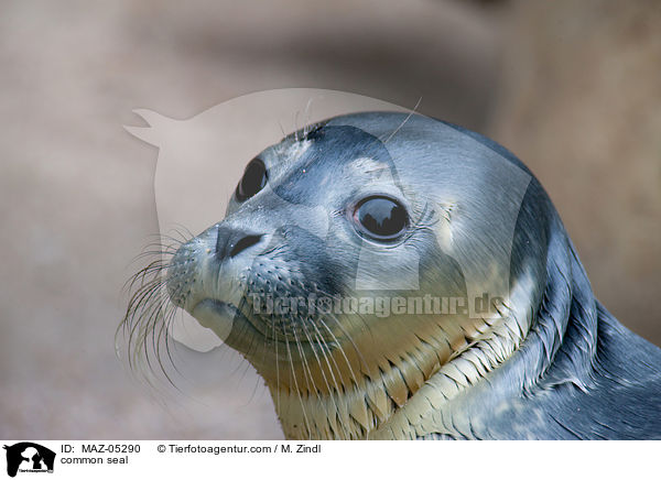 Seehund / common seal / MAZ-05290