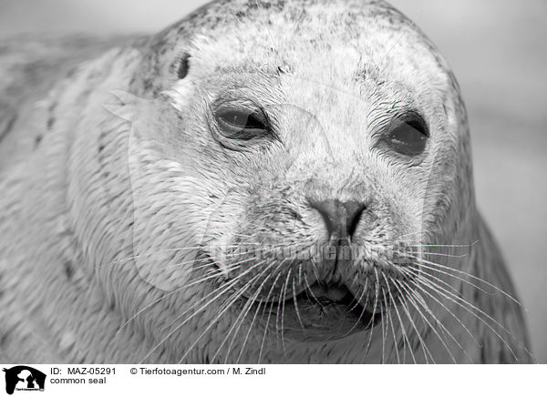 common seal / MAZ-05291