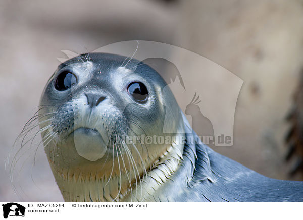common seal / MAZ-05294