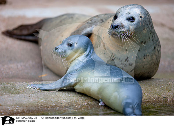 Seehunde / common seals / MAZ-05295