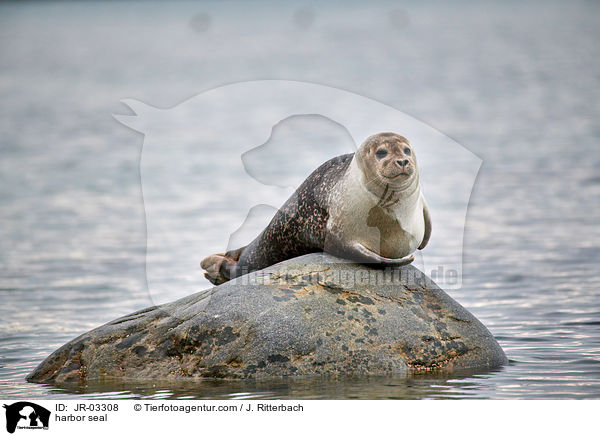 harbor seal / JR-03308