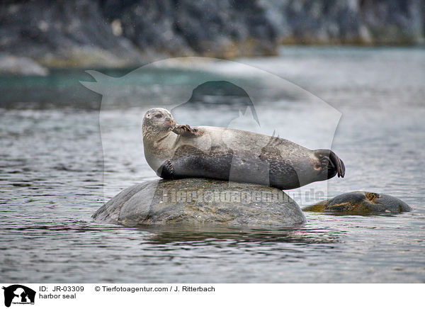 Seehund / harbor seal / JR-03309