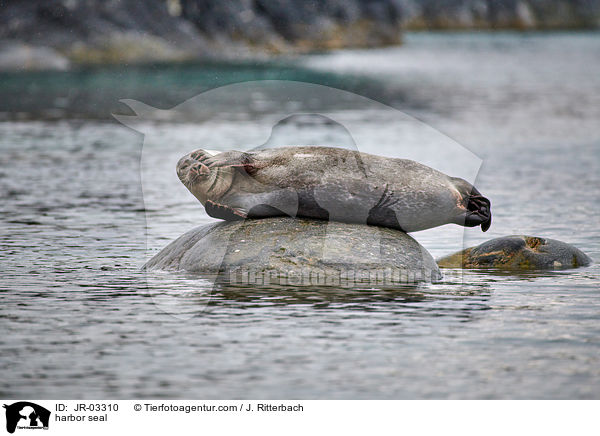 Seehund / harbor seal / JR-03310