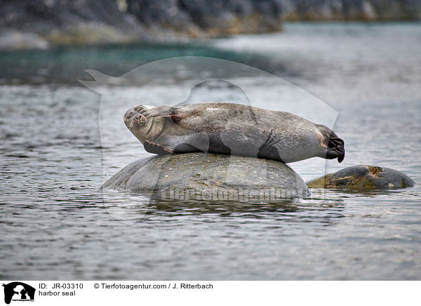 harbor seal / JR-03310