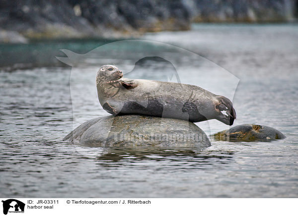 harbor seal / JR-03311