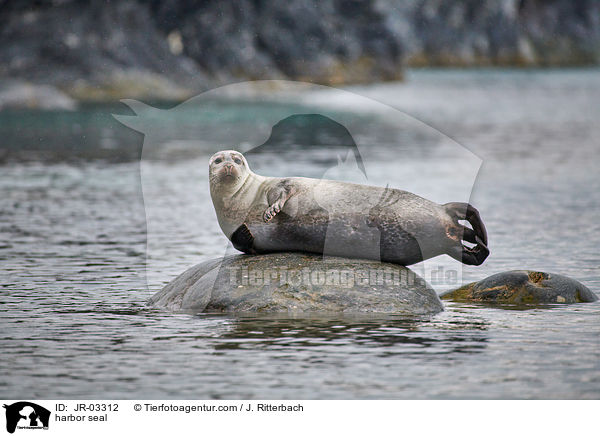 Seehund / harbor seal / JR-03312