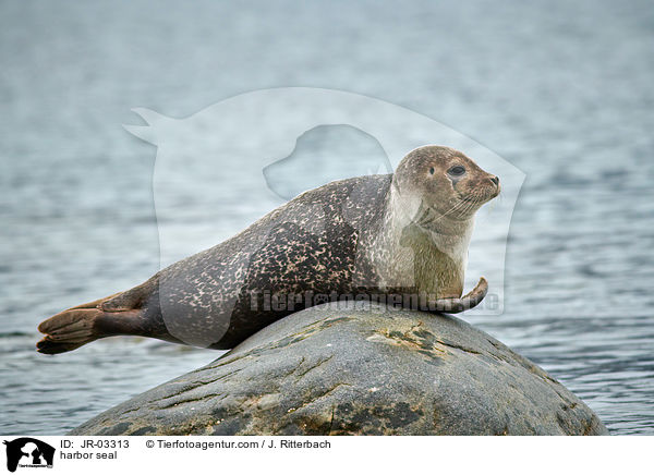 Seehund / harbor seal / JR-03313