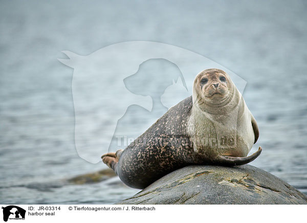 harbor seal / JR-03314