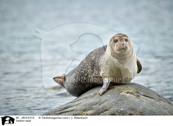 Seehund / harbor seal / JR-03315