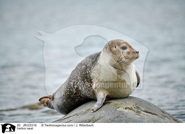 harbor seal / JR-03316