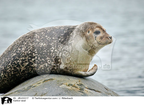 harbor seal / JR-03317
