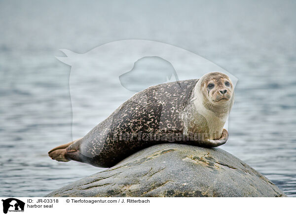 harbor seal / JR-03318