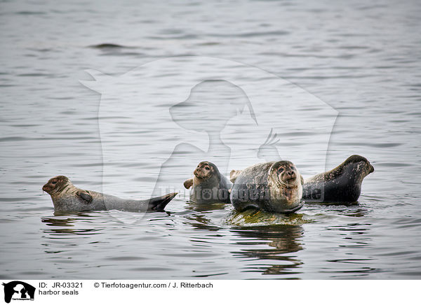 Seehunde / harbor seals / JR-03321