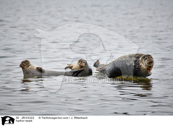 Seehunde / harbor seals / JR-03322
