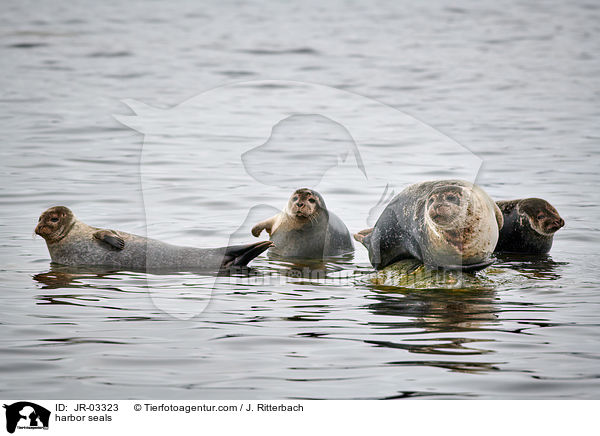 harbor seals / JR-03323