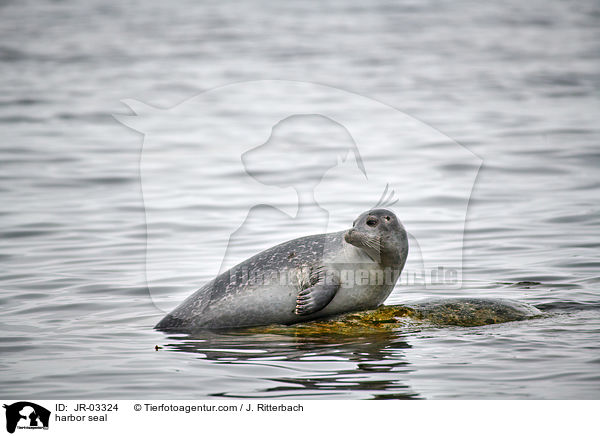 Seehund / harbor seal / JR-03324