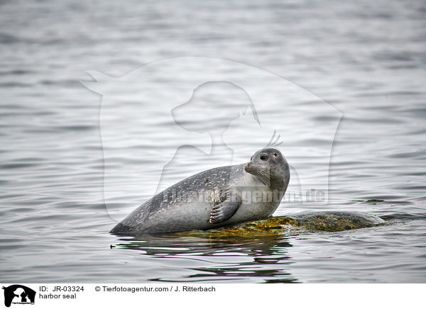 harbor seal / JR-03324