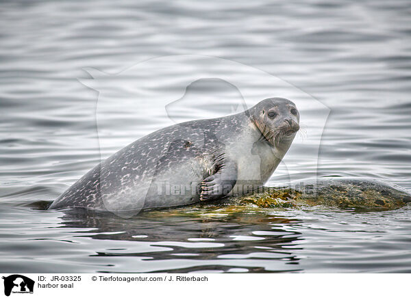 Seehund / harbor seal / JR-03325