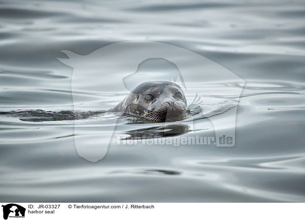 harbor seal / JR-03327