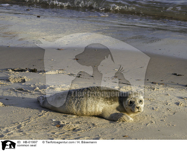 common seal / HB-01997