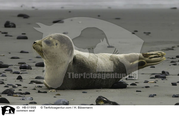 common seal / HB-01999
