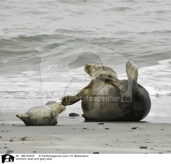 Seehund und Kegelrobbe / common seal and grey seal / HB-02000