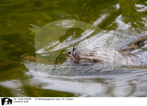 Seehund / common seal / AVD-05906