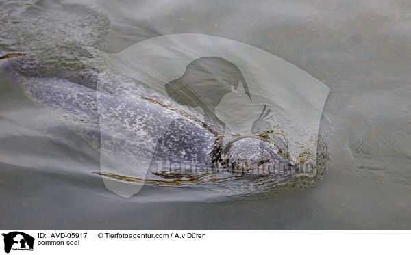 common seal / AVD-05917