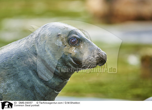 Seehund Portrait / Common Seal portrait / DMS-09057