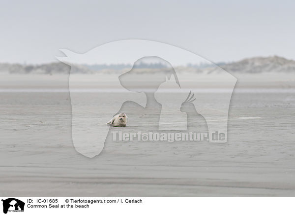 Seehund am Strand / Common Seal at the beach / IG-01685