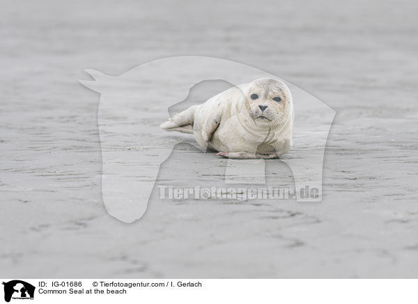 Seehund am Strand / Common Seal at the beach / IG-01686