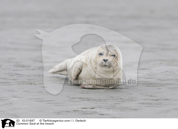 Seehund am Strand / Common Seal at the beach / IG-01687