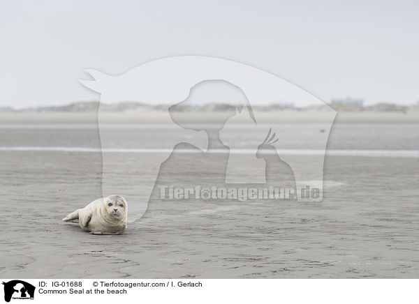 Common Seal at the beach / IG-01688