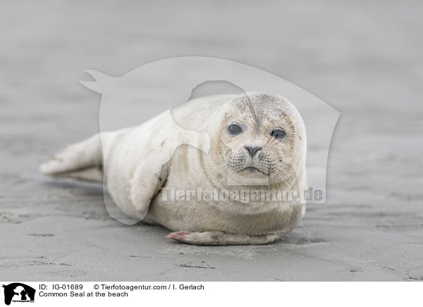 Seehund am Strand / Common Seal at the beach / IG-01689
