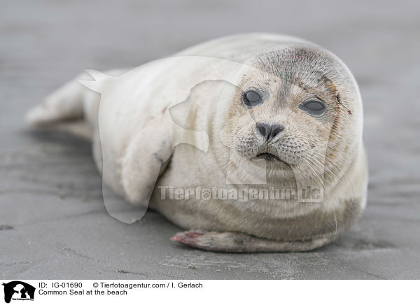 Common Seal at the beach / IG-01690