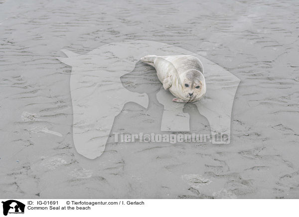 Seehund am Strand / Common Seal at the beach / IG-01691