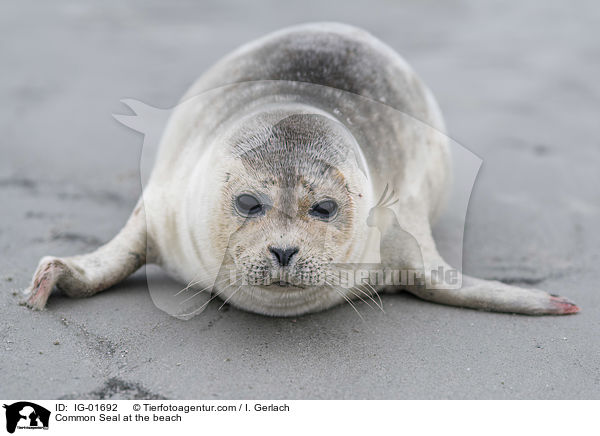 Seehund am Strand / Common Seal at the beach / IG-01692