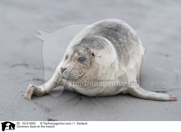 Seehund am Strand / Common Seal at the beach / IG-01693