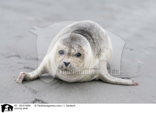 junger Seehund / young seal / IG-01694