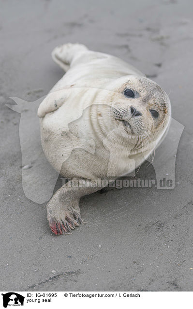 junger Seehund / young seal / IG-01695