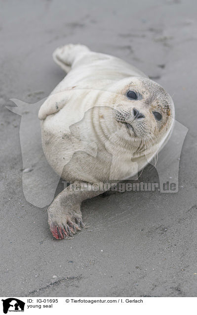 young seal / IG-01695