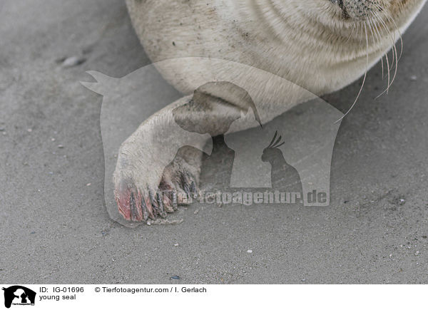junger Seehund / young seal / IG-01696