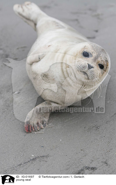 junger Seehund / young seal / IG-01697