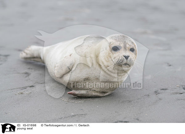 junger Seehund / young seal / IG-01698
